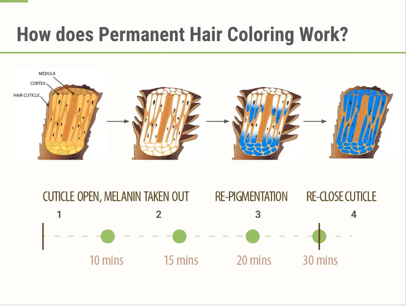 How permanent color works